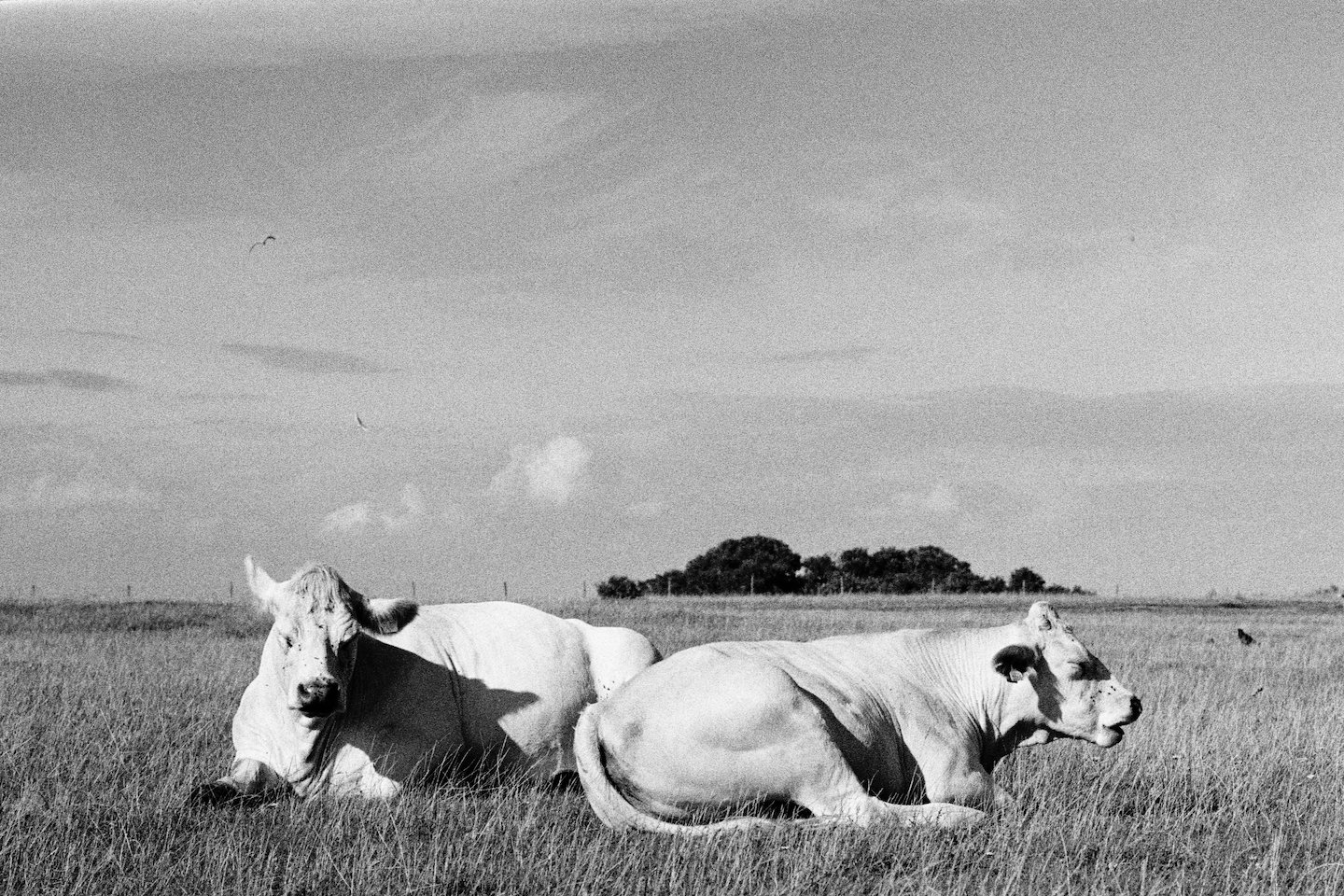 Siesta