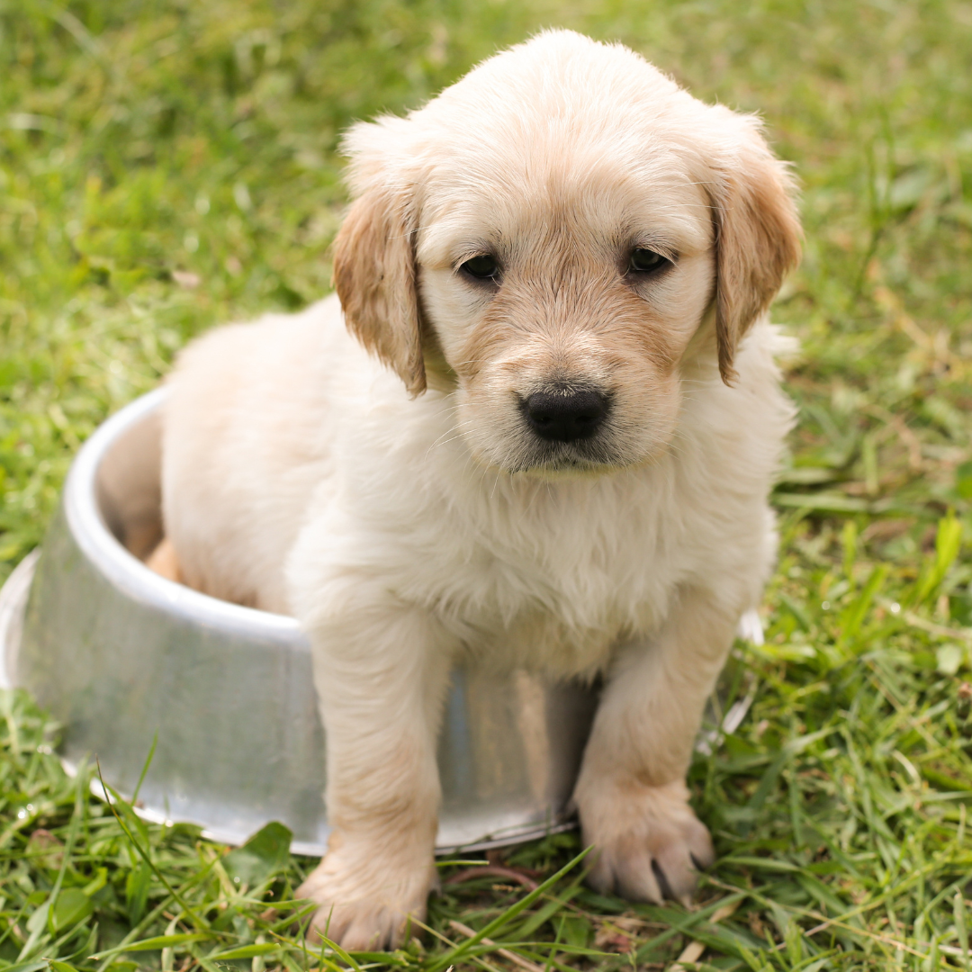 S.T.A.R. Puppy Class — Respectful Pup