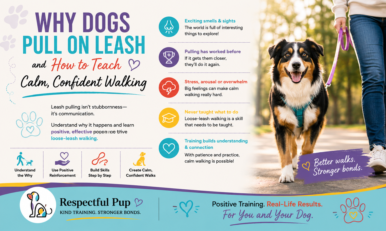 Why Dogs Pull on Leash (and How to Teach Calm, Confident Walking)