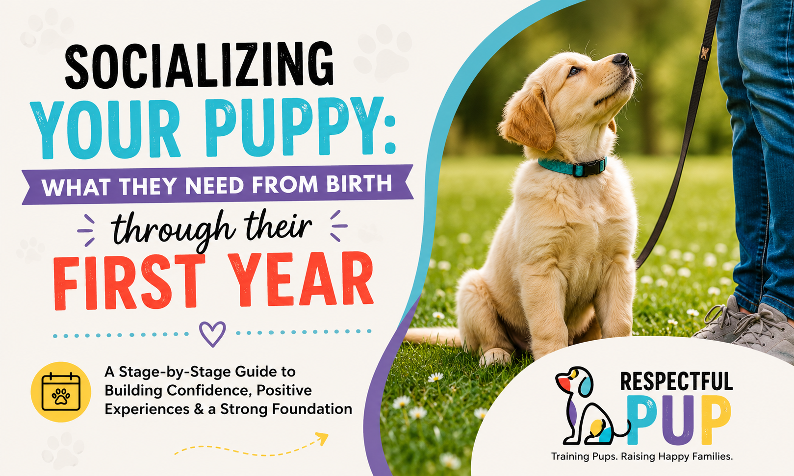 Socializing Your Puppy: What They Need From Birth Through Their First Year