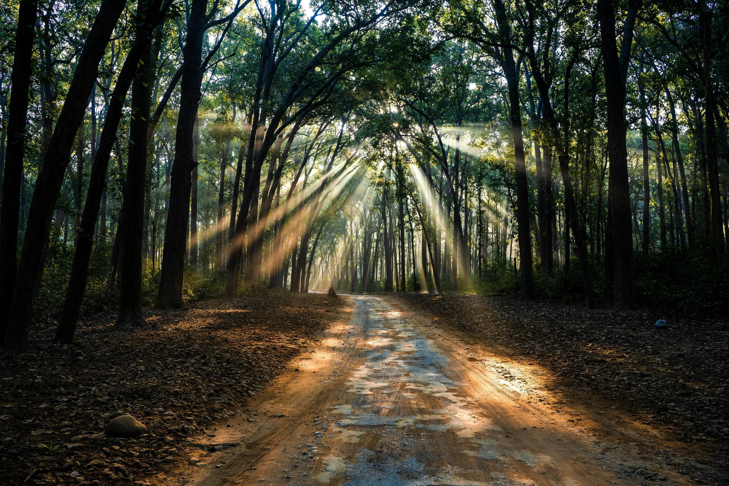 Sunlit walking path through trees in a peaceful natural setting