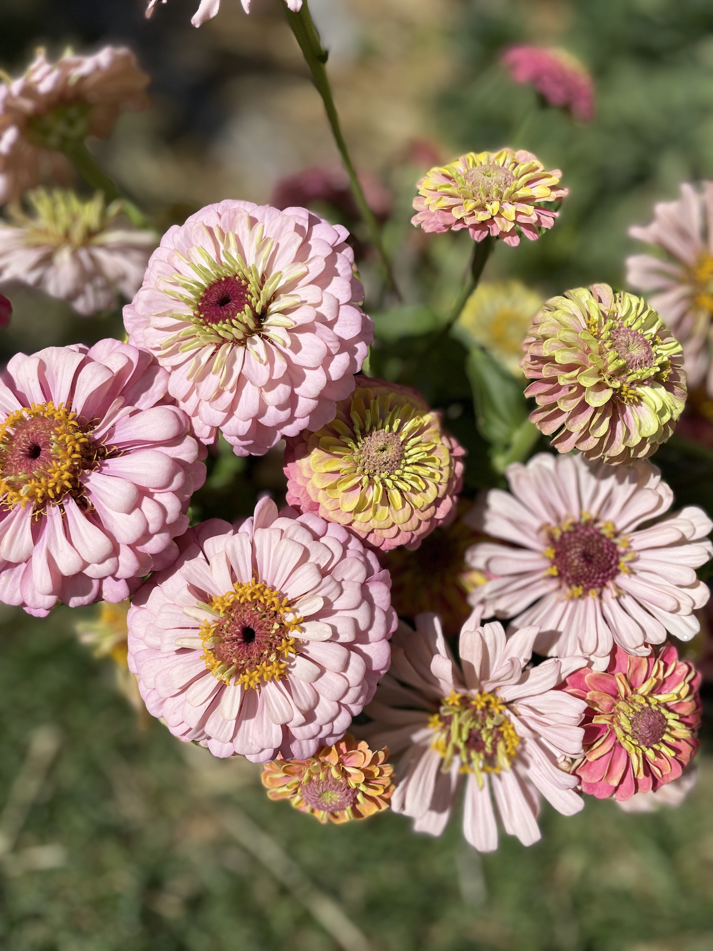 Zinnia Market Bunch