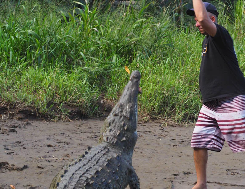 23-cararacocodrile.jpg