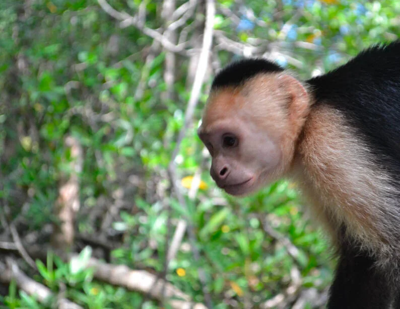 manuel antonio.jpg