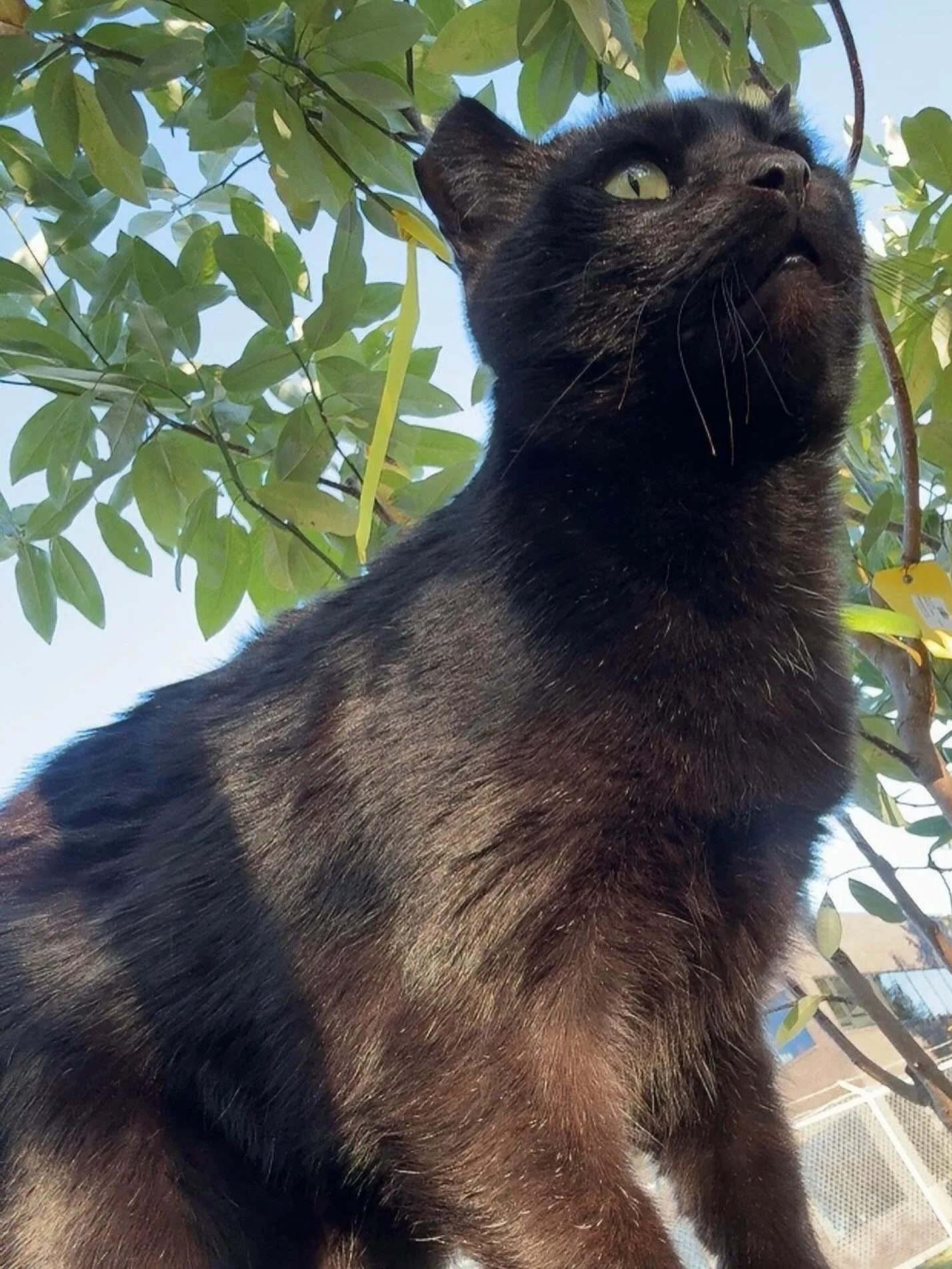 🚛 New Truck Alert! 🌳
Fresh fall trees just arrived at Frank Otte Nursery &amp; Garden Center &mdash; and they&rsquo;re stunning! 🍁
Come check out our new arrivals:
✨ Scarlet Fire Dogwood
✨ Autumn Blaze Maple
✨ Commemoration Maple
✨ October Glory M