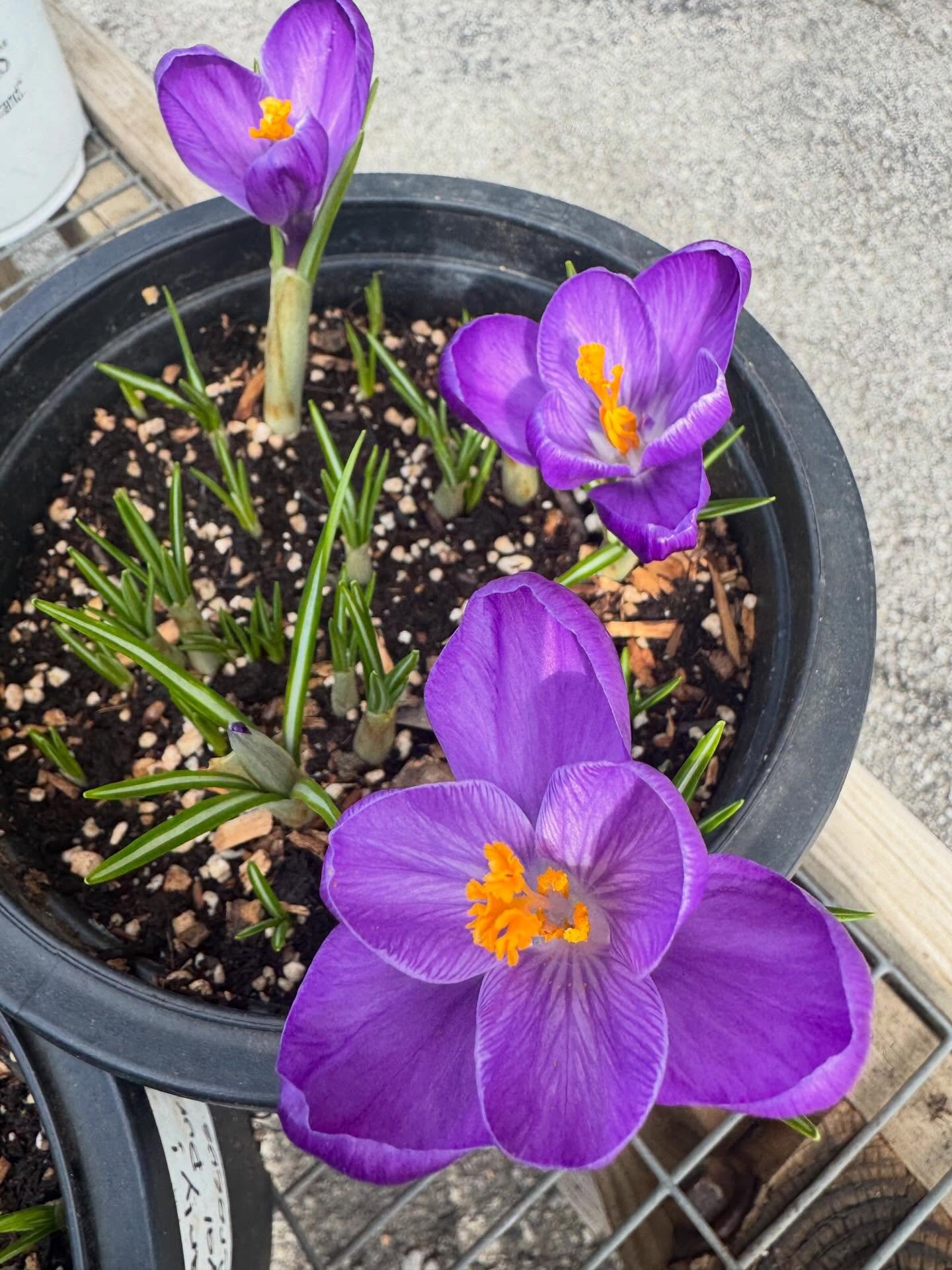 Little pops of color to enjoy!