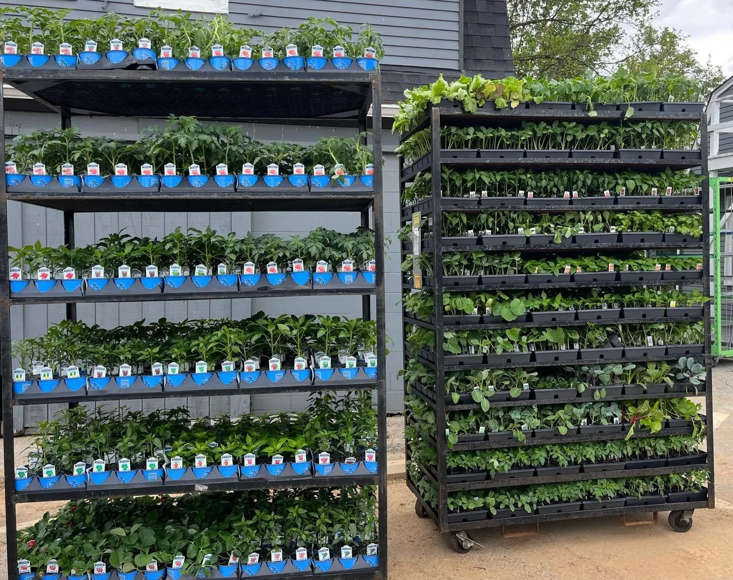 🌱 Just 🌱
We&rsquo;ve just received our second shipment of veggie starters, and they&rsquo;re looking better than ever! 🪴 Whether you&rsquo;re planting a backyard garden or refreshing your raised beds, now&rsquo;s the perfect time to get growing.
S