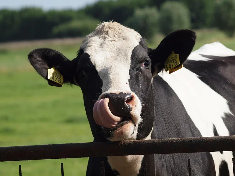 Young Dairy Network - Building Financial Confidence