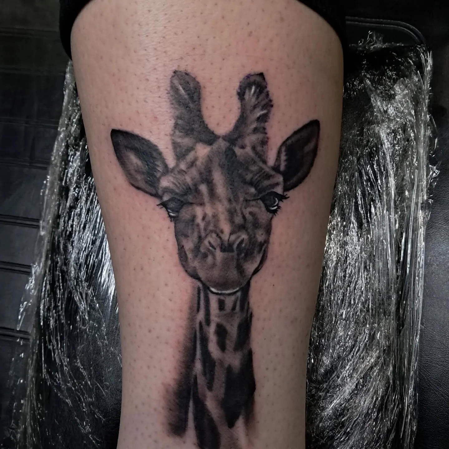 Had fun tattooing this giraffe recently.  What's your favorite animal and would you get it tattooed on you?

#blackandgreytattoo
#realismtattoo
#pennsylvaniatattoo
#tattootransformation
#412tattoo