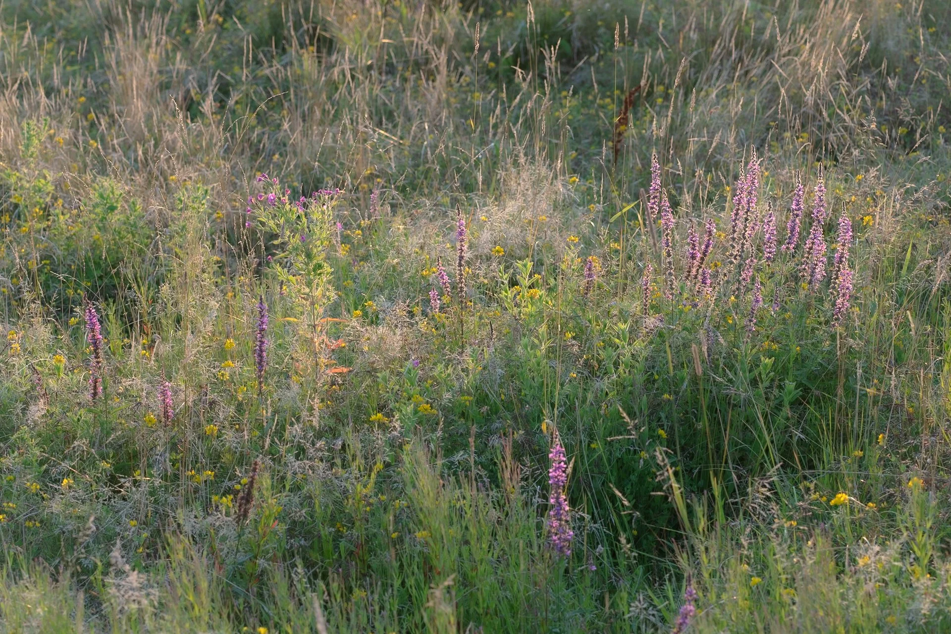 DSC_1236-3.jpg