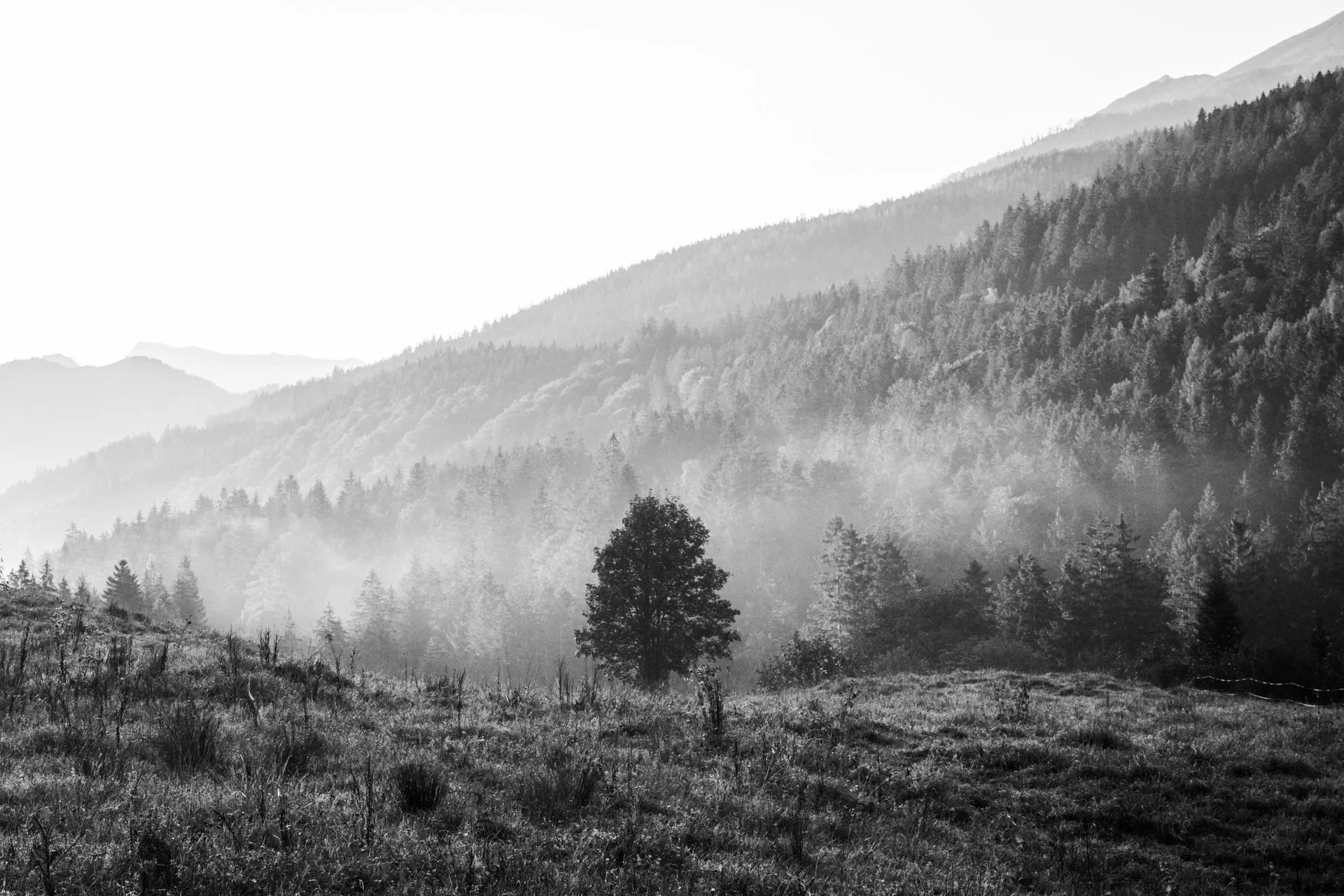 DSC_3087-4.jpg