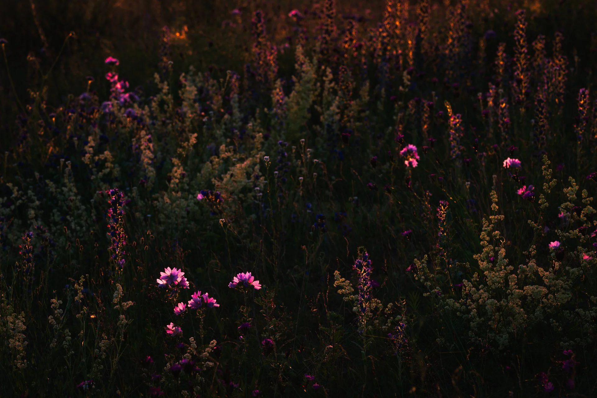 DSC_9882.jpg