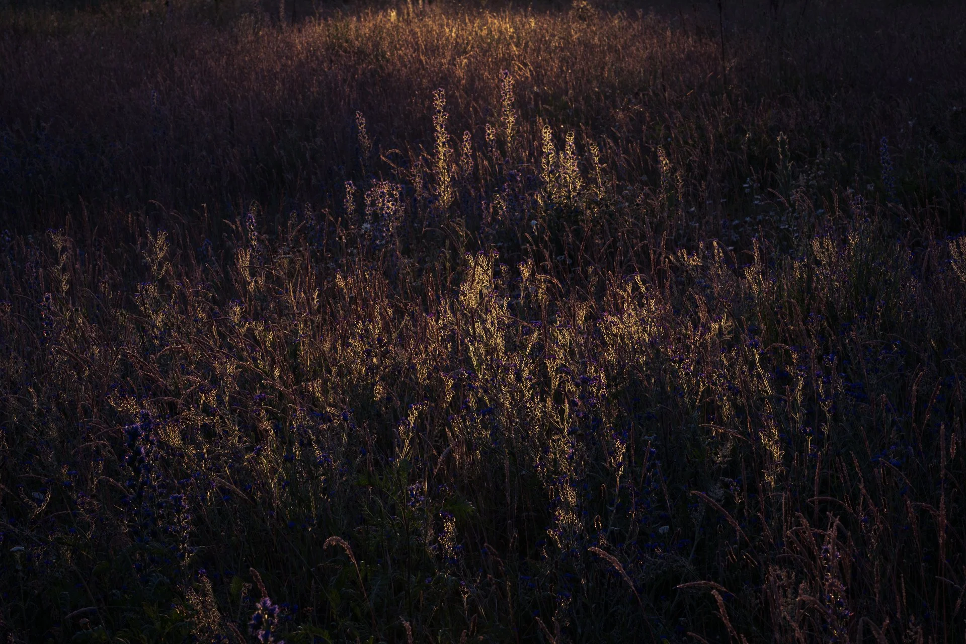 DSC_9751-3.jpg