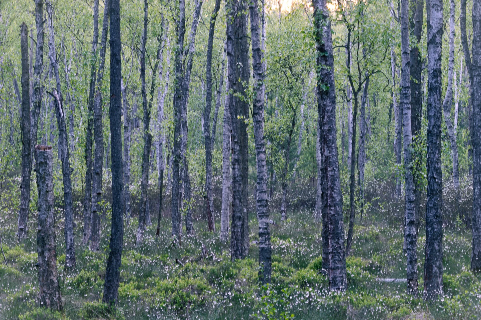 DSC_9183.jpg