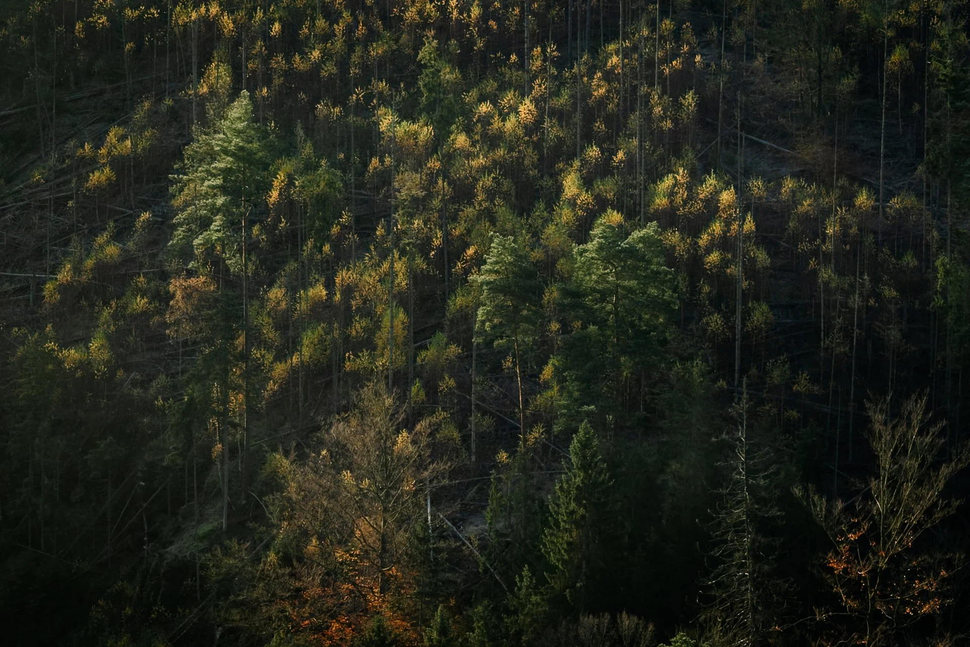 Dark Tones (a series of five)