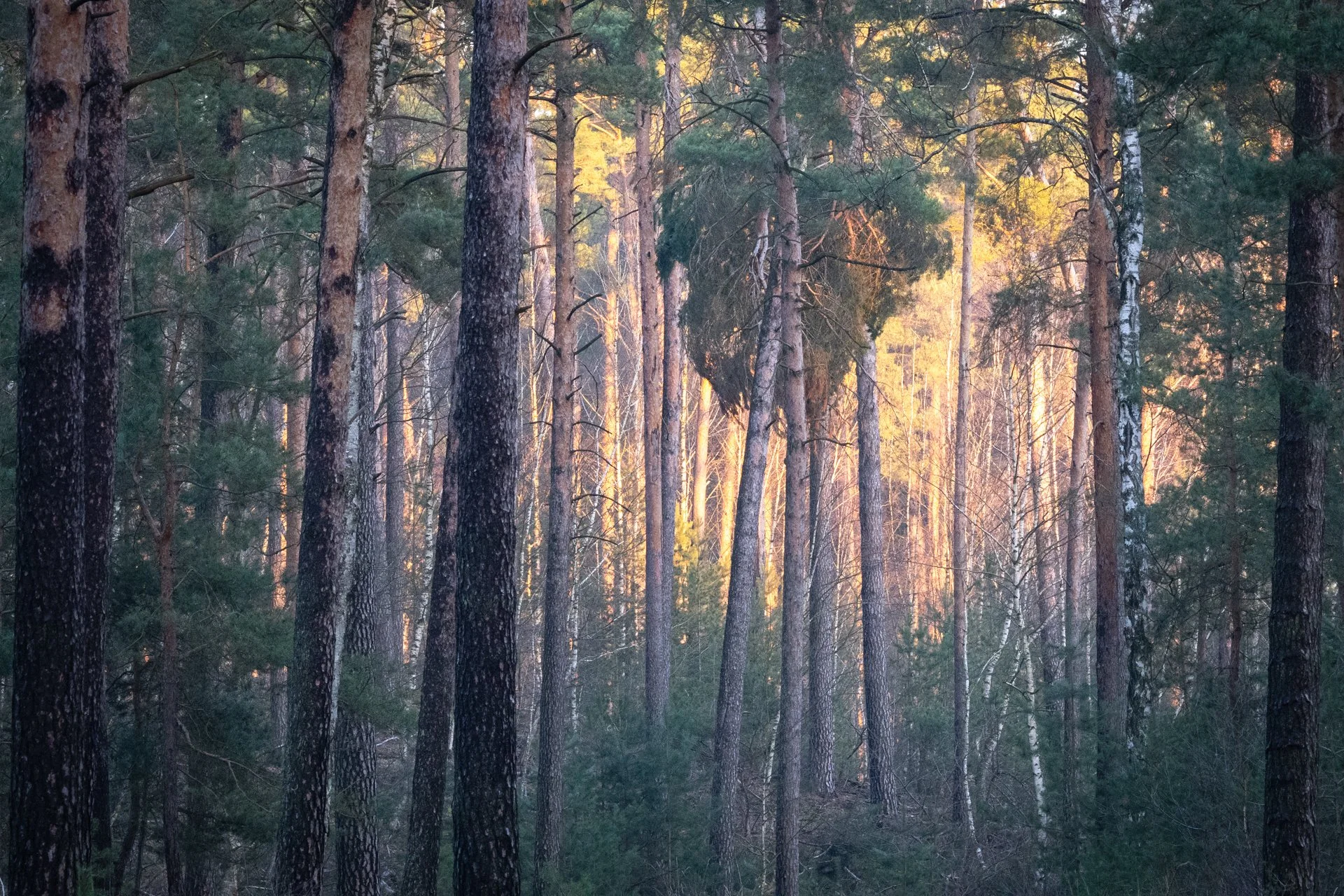 A collection of landscape photographs by Gilbert Hartsch