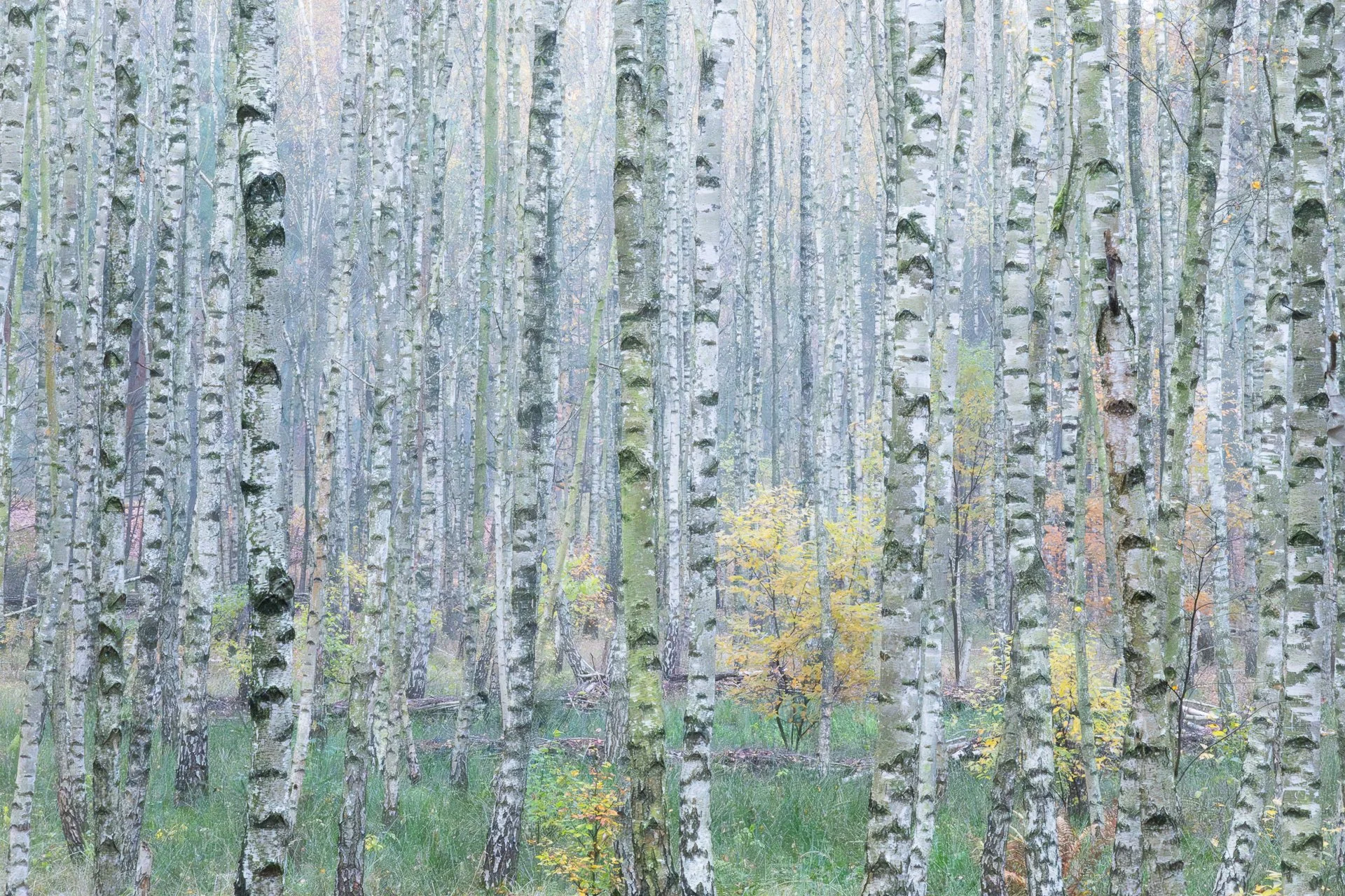 Brandenburg Birch Trunks.jpg