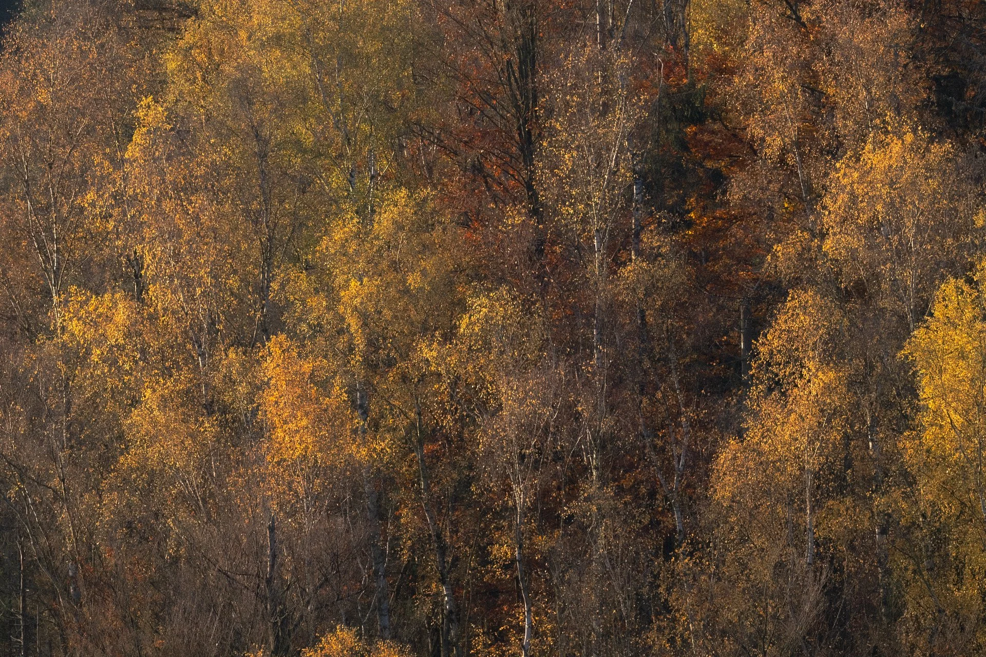 DSC_2799-2.jpg