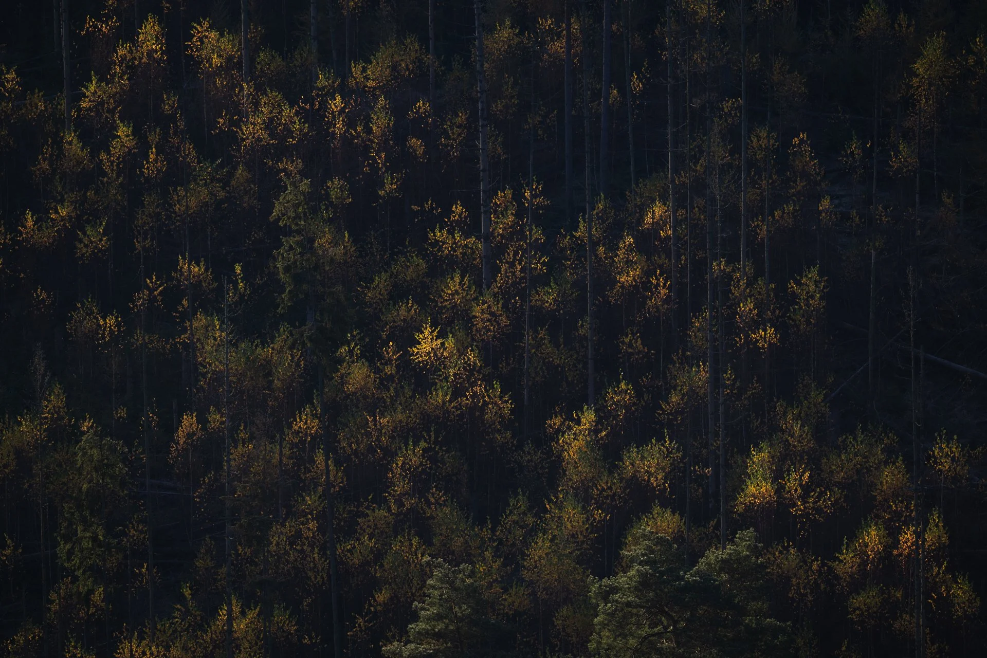 First Rays of Light.jpg