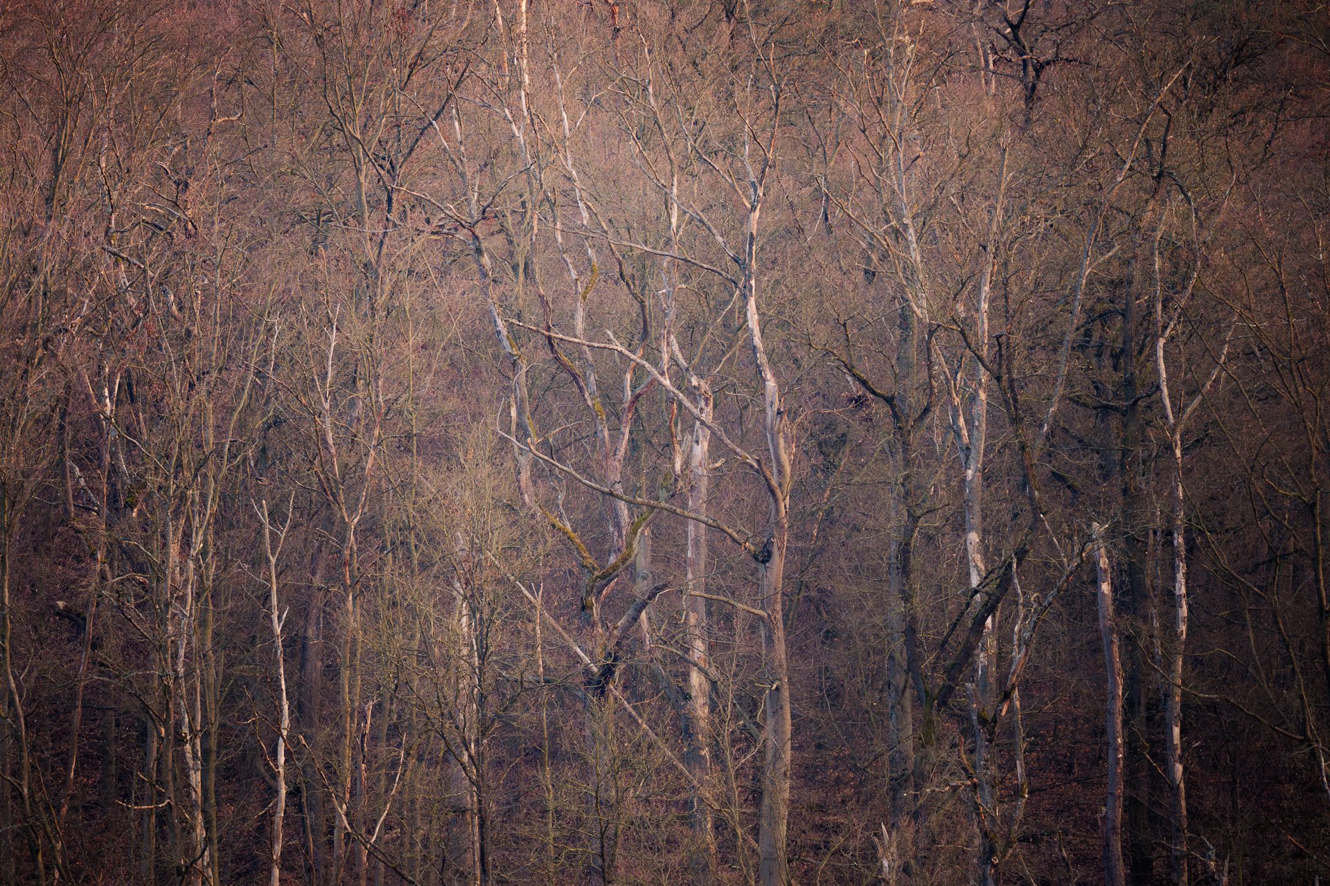 DSC_5998-4.jpg