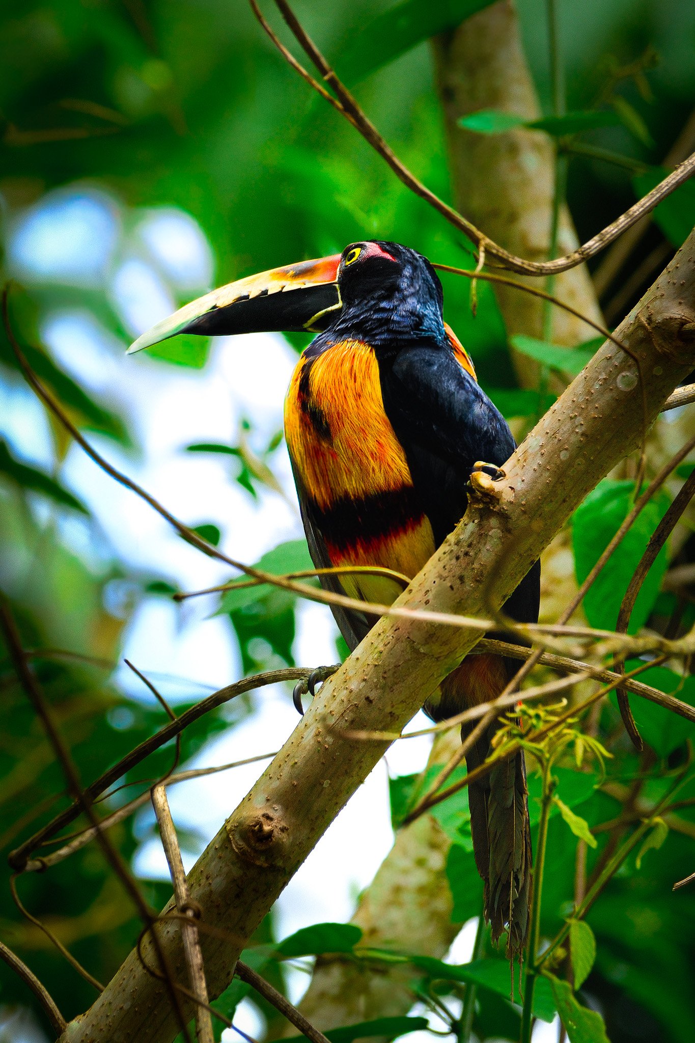 DSCF2276-Collared Aracari.jpg