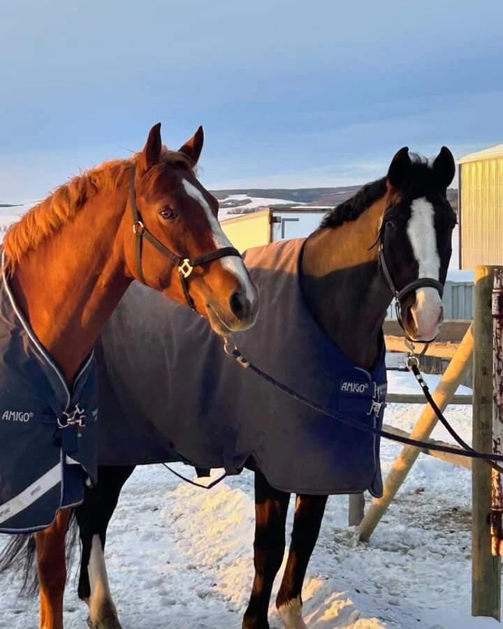 Good morning!  Hoping to enjoy some warm weather and sunshine this weekend! What are your plans?

#teesdaleequestrian #horses #horsesofinstagram #instahorse #sunshine #saturdayvibes 

Thank you @blasto3000  for the photo!
