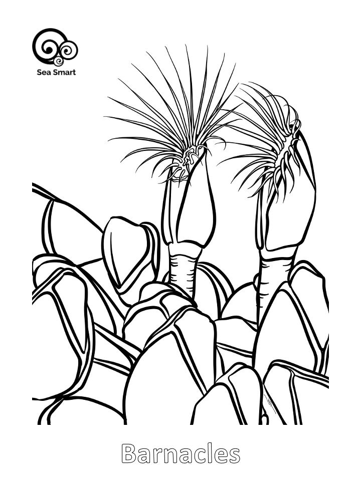 Barnacle colouring page
