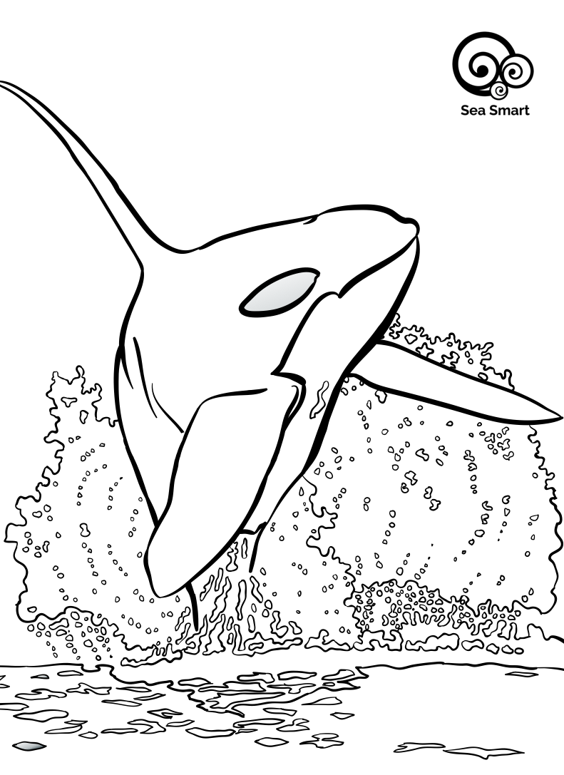 Killer Whale colouring page