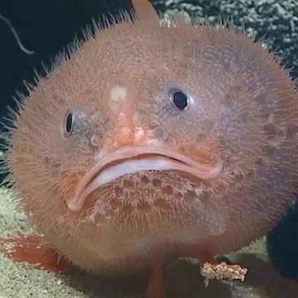 5 Ocean Creatures That Will Get You In The Halloween Spirit Sea Smart 5 Ocean Creatures That Will Get You In The Halloween Spirit Sea Smart