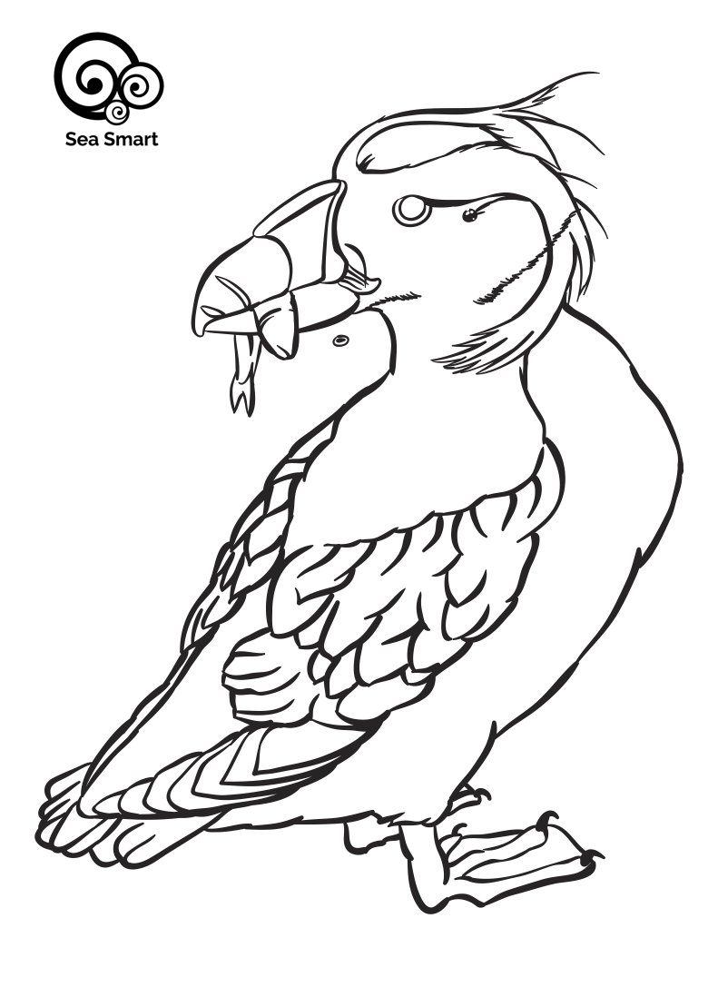 Puffin colouring page