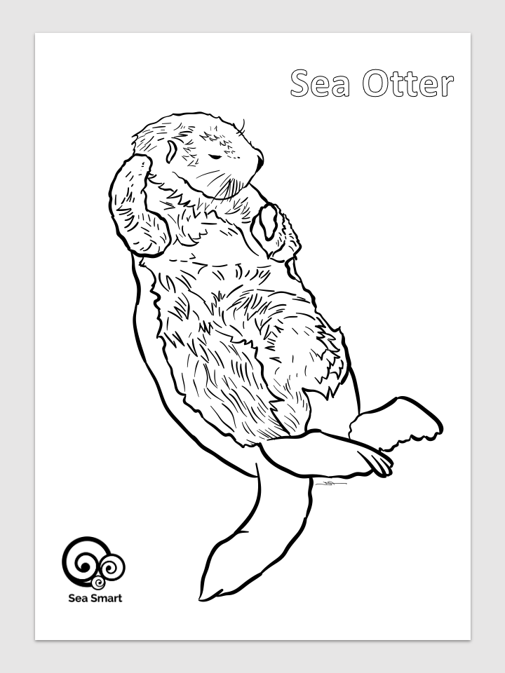 Sea Otter colouring page