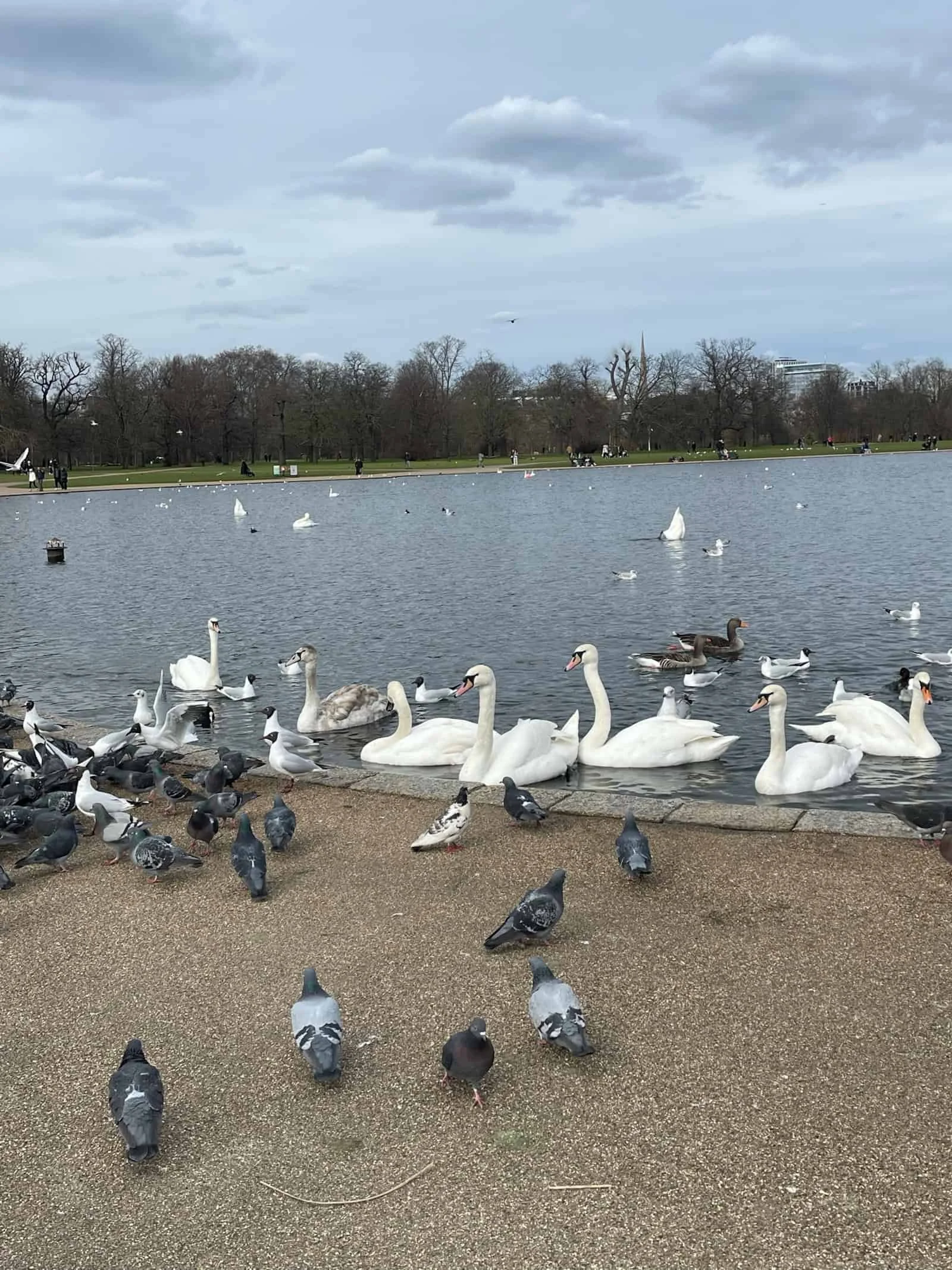 Feathered Friends at Hyde Park Lake