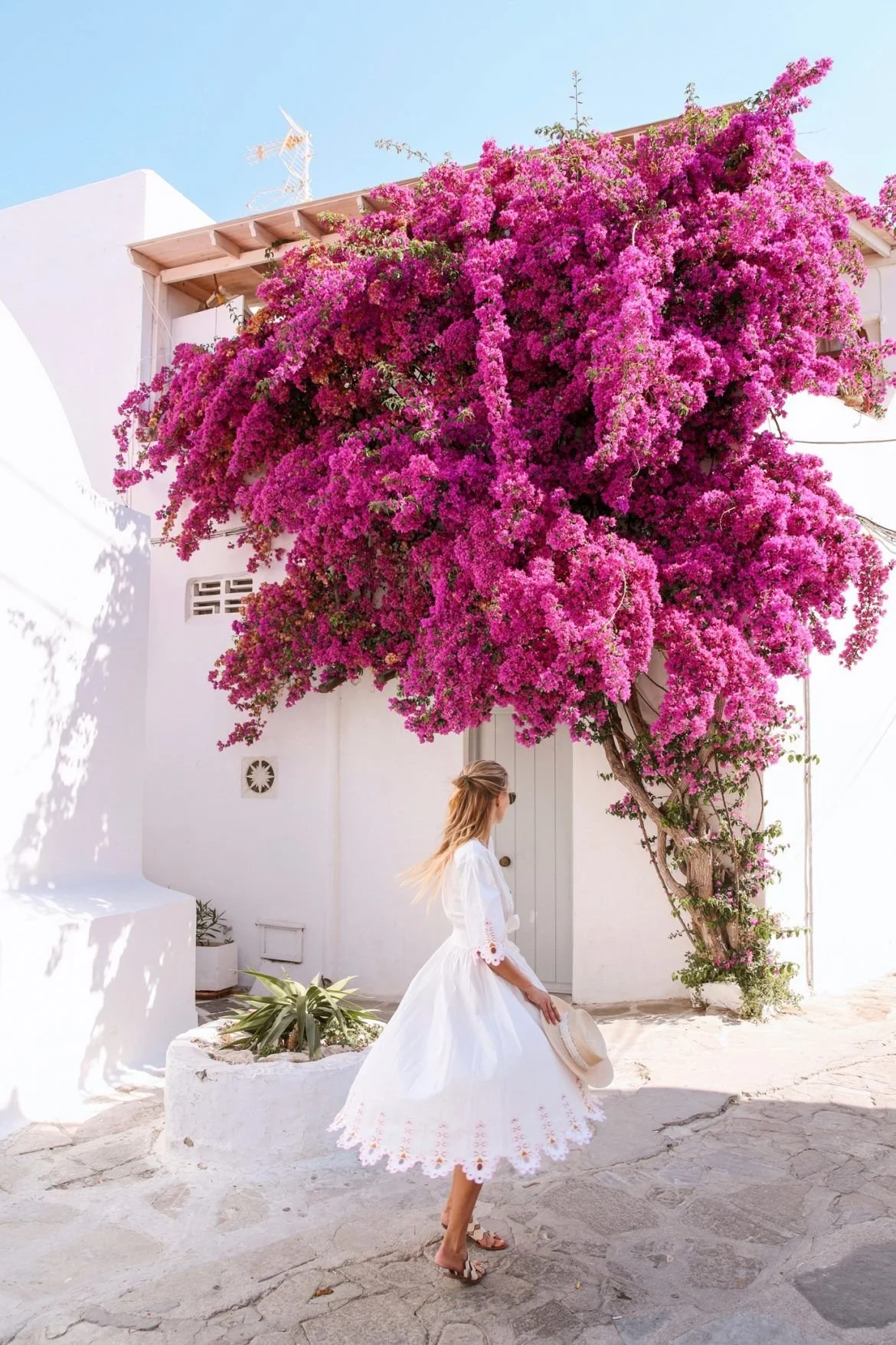 Bougainvillea Breeze
