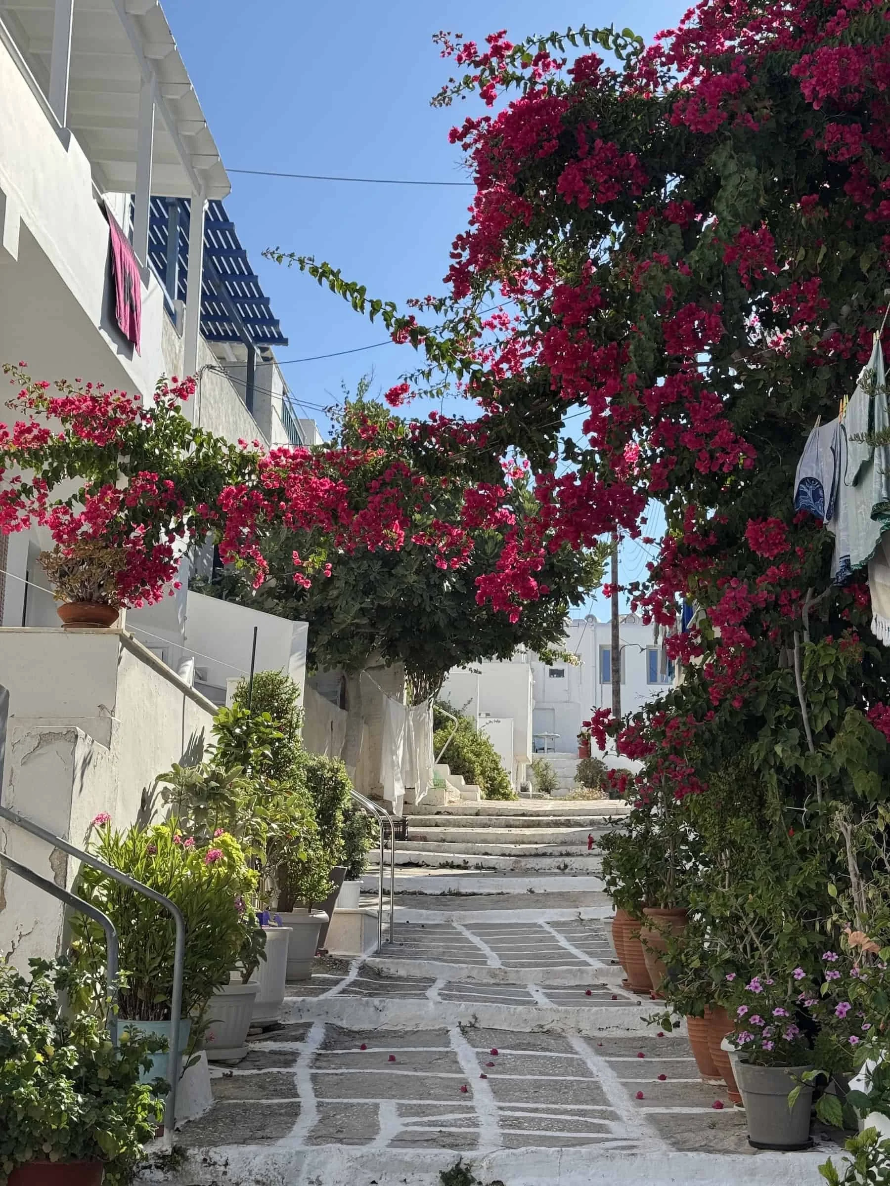 Bougainvillea-Covered Lane in Naoussa