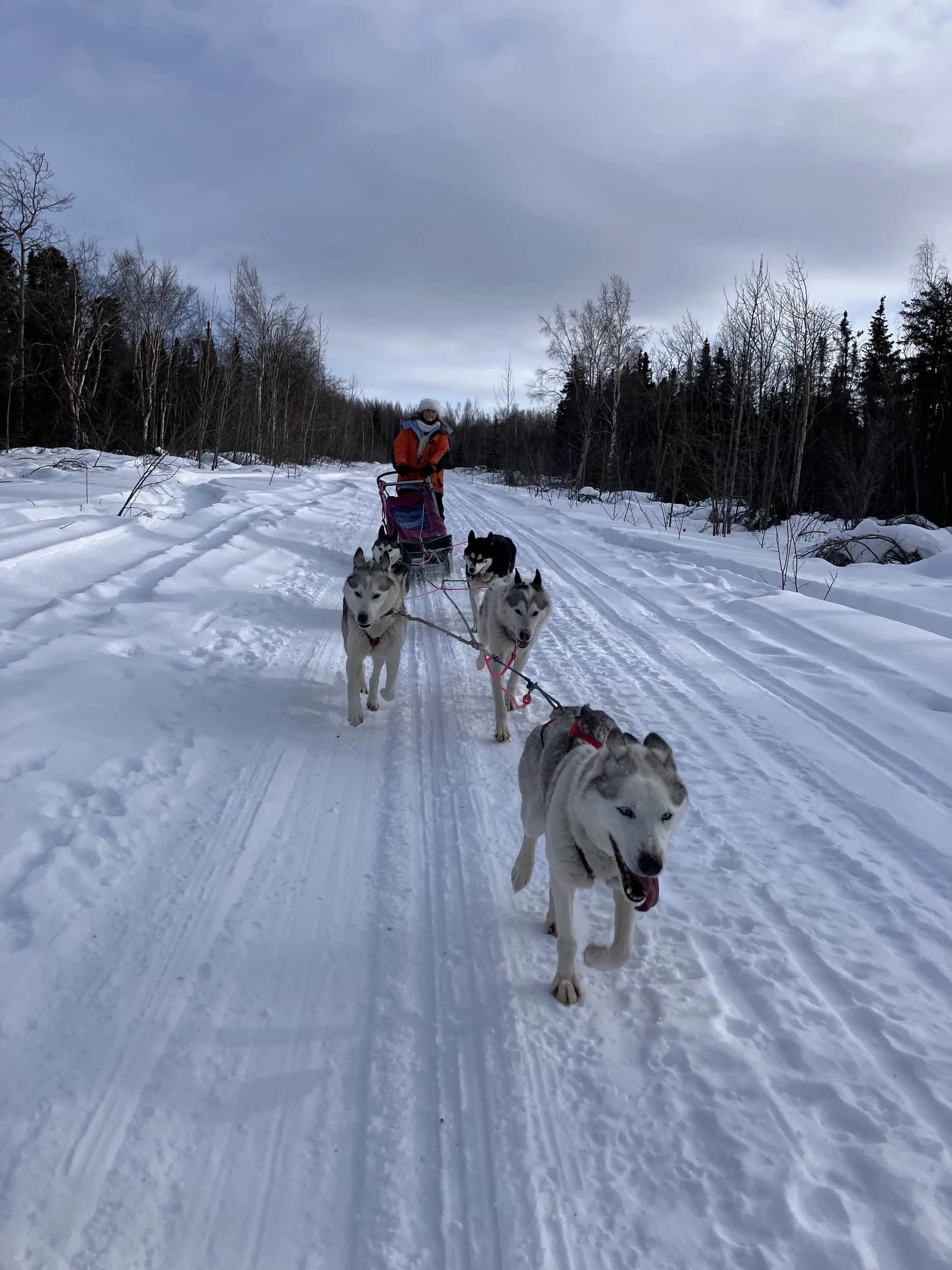 Dog Sledding with Arctic Dog Adventure Co Fairbanks