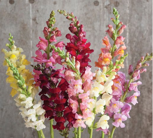 6-Pack Flowers - SnapDragons (Mix Color)