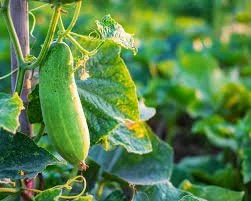 6-Pack Cucumber - Munchers