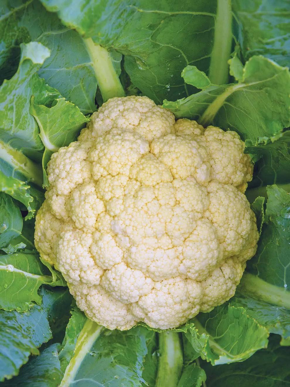 6-Pack Cauliflower