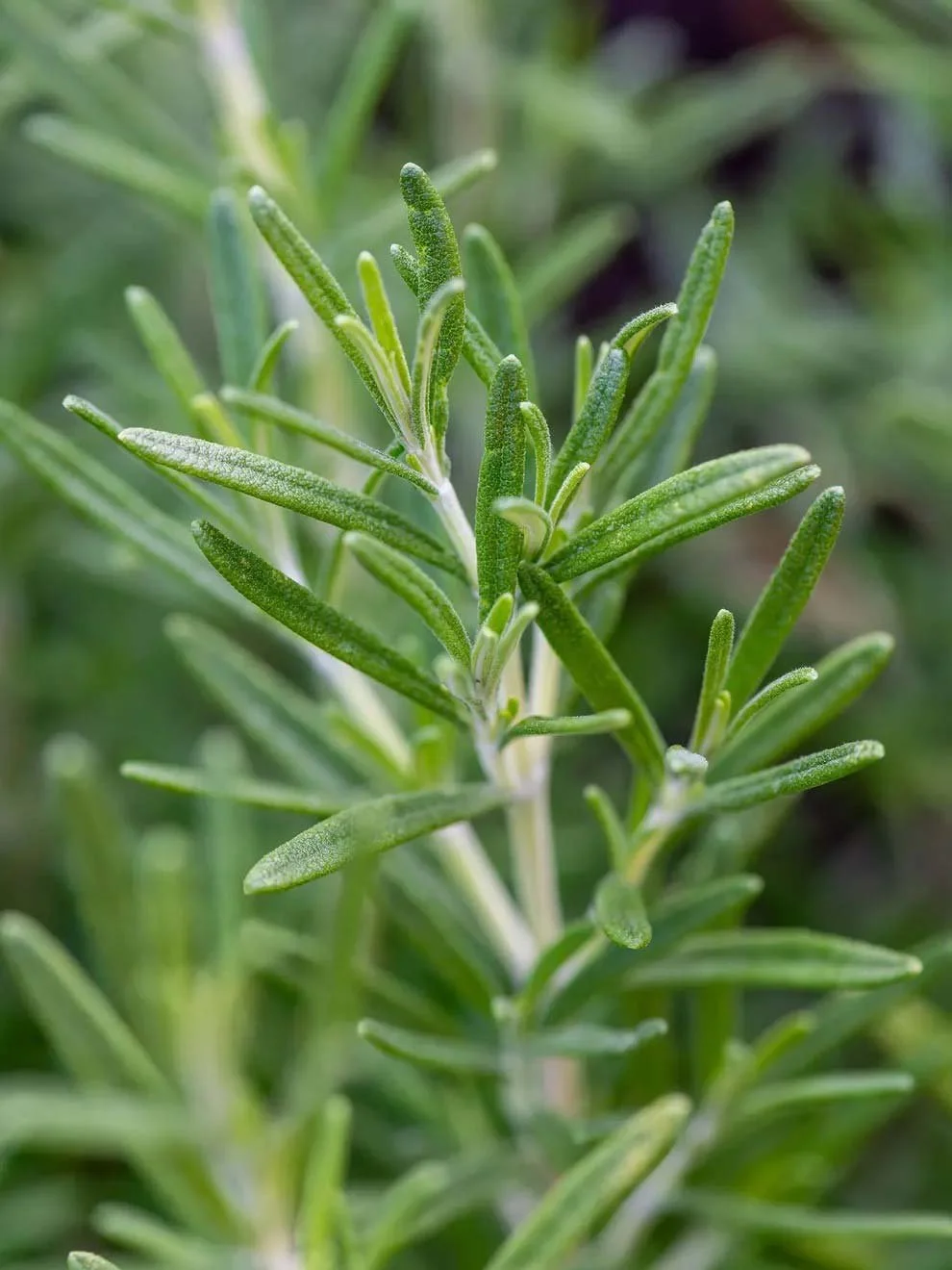4" Single Rosemary