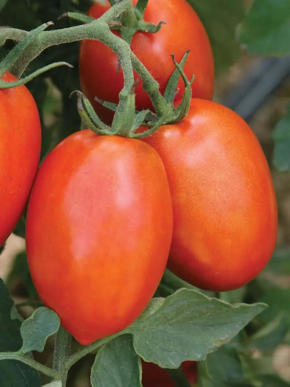 6-Pack Tomato - Roma