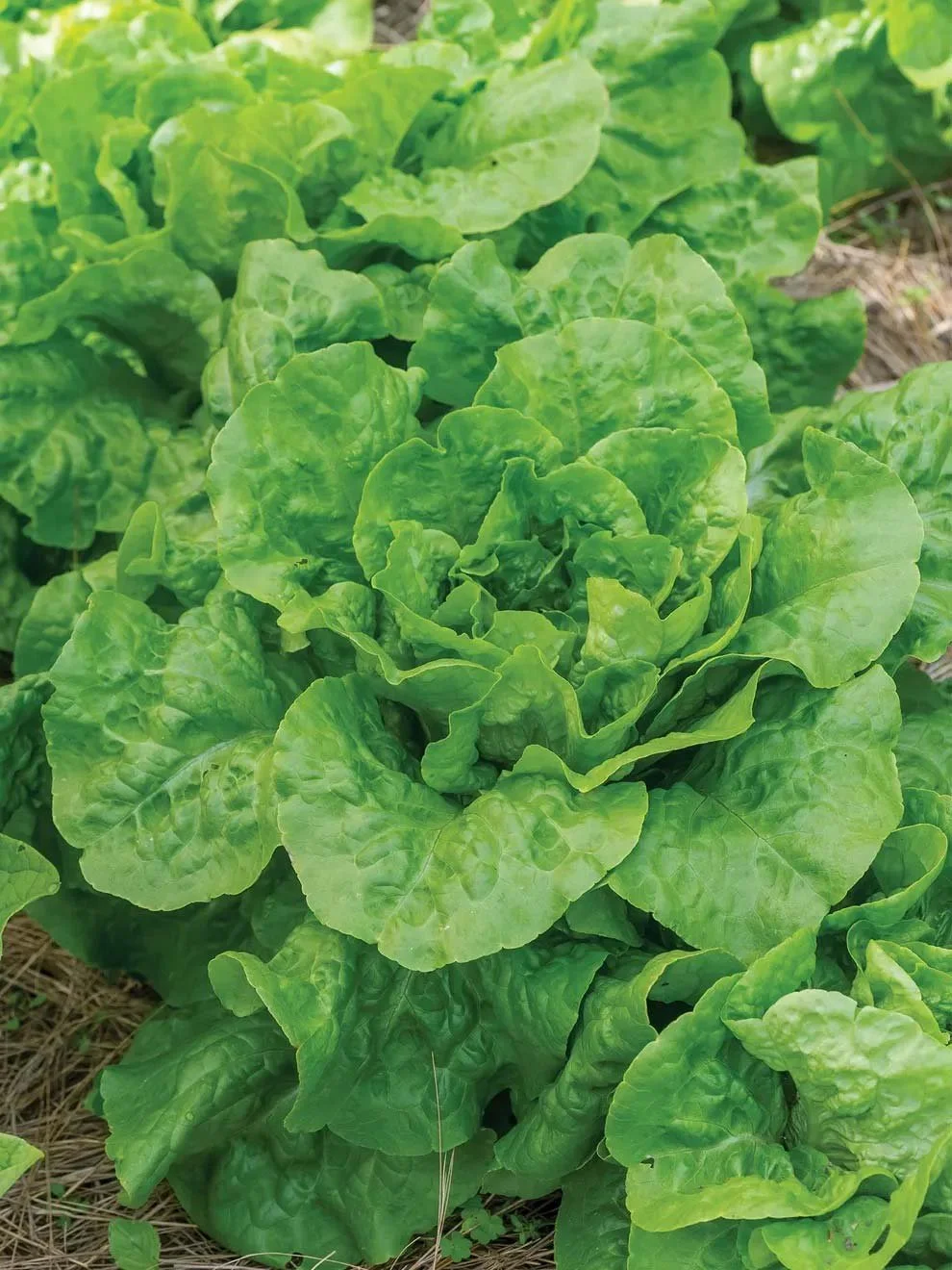 6-Pack Lettuce - Butter Crunch