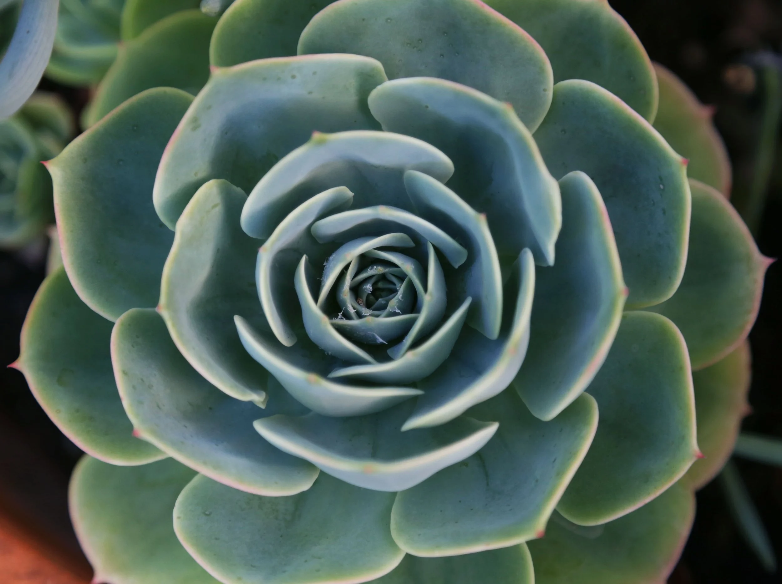 Succulent.jpg