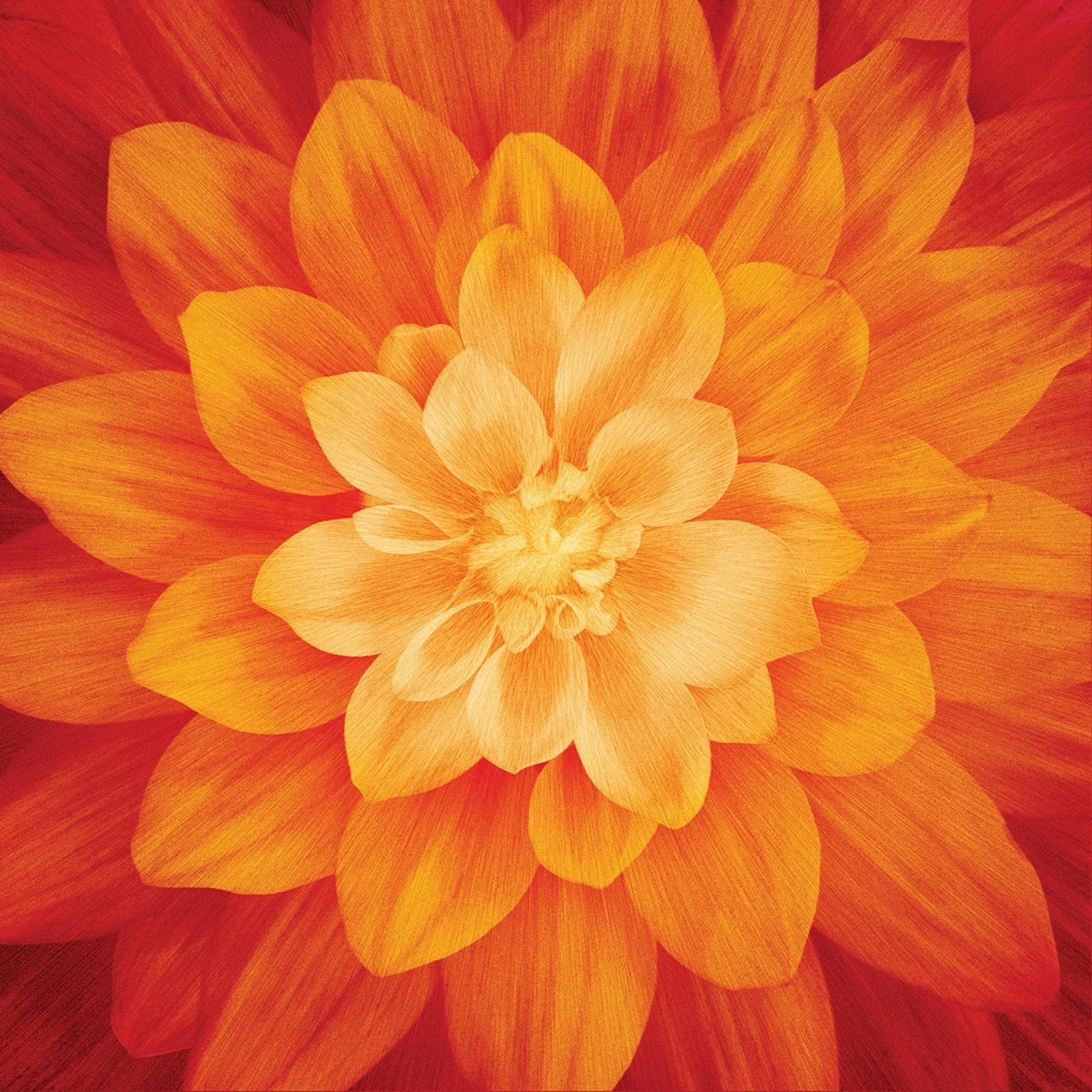 Fire Orange.jpg