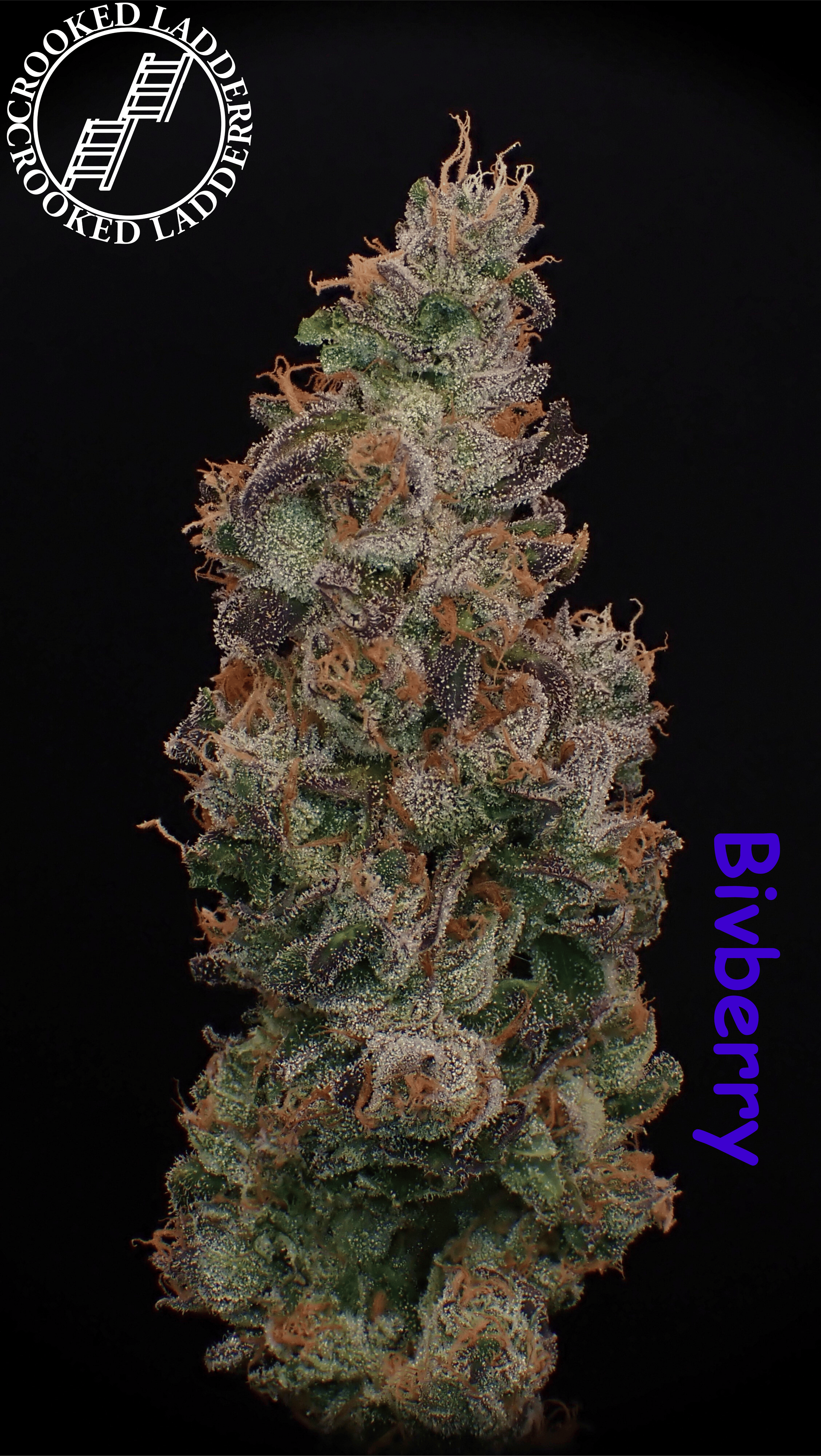 BIV Berry