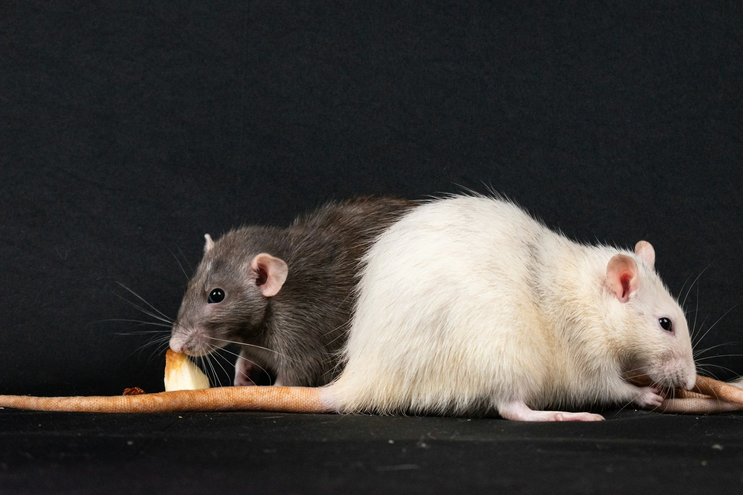Possums & Rodents in Strata, Commercial & Business Properties: What You Need to Know