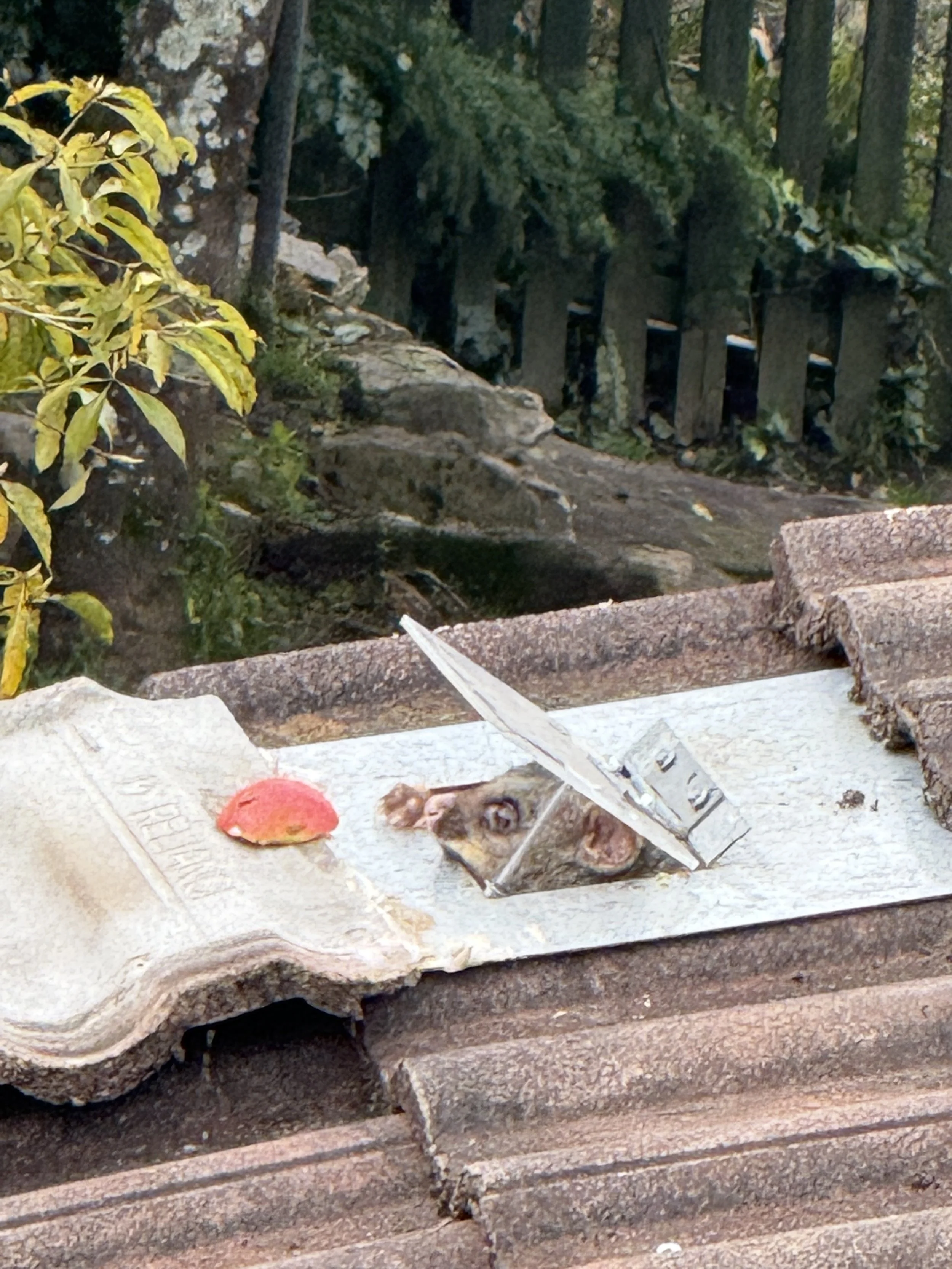 Prevent Possums Returning - Why Proper Proofing & Sealing Entry Points Is the Hardest Part (& Why It’s Worth It)
