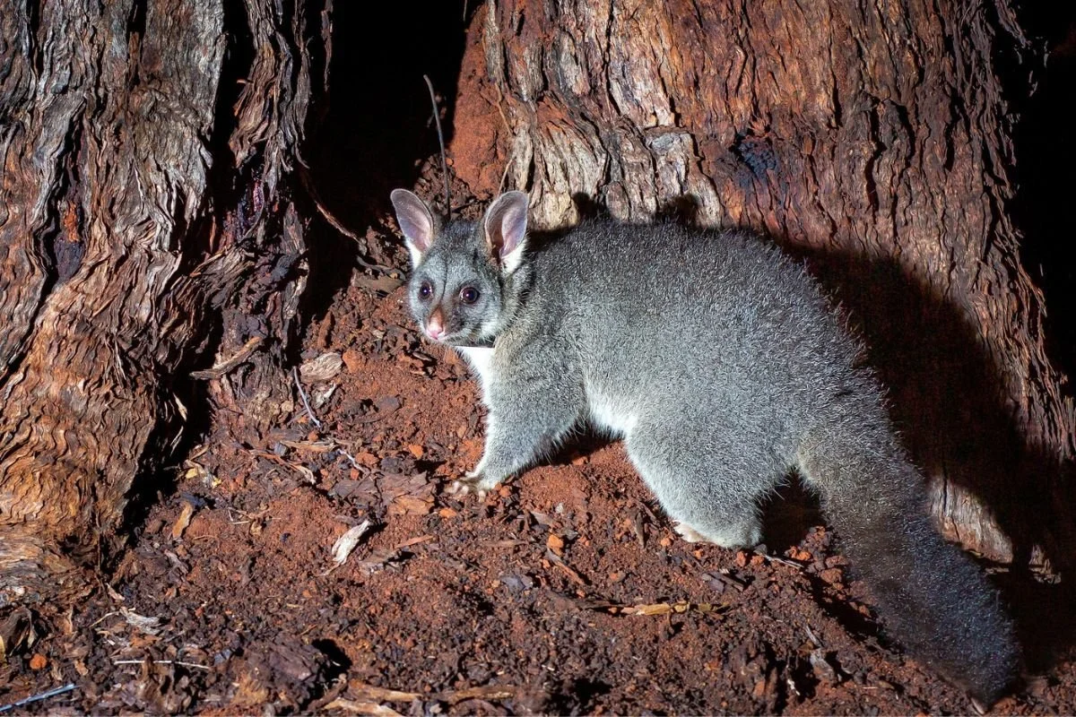 Are You Breaking the Law? What Sydney Homeowners Need to Know About Legal Possum Removal