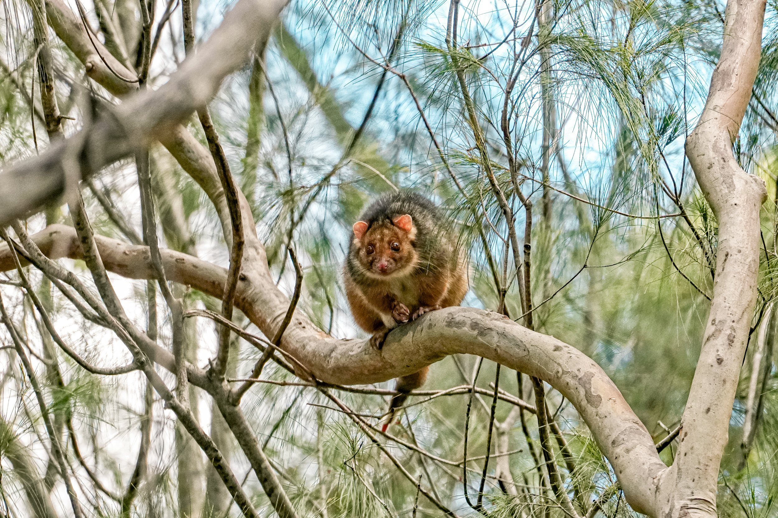 Possum Removal Mosman