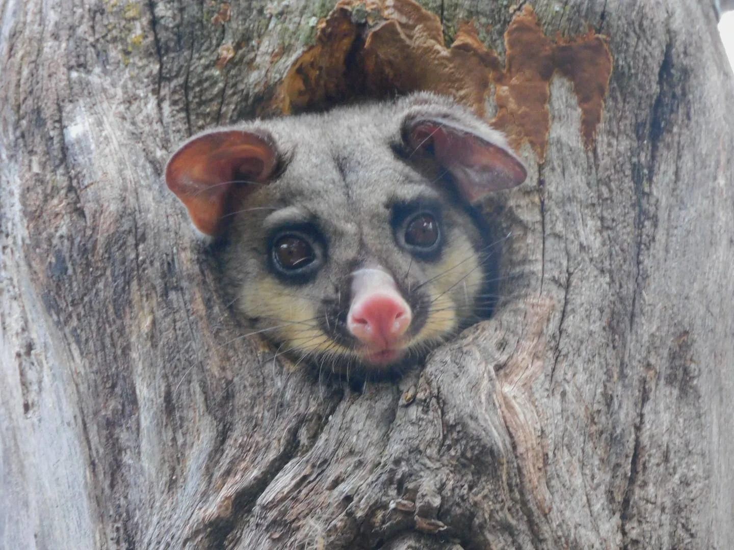 How to Spot the Signs: Do You Really Have a Possum Problem in Your Roof?