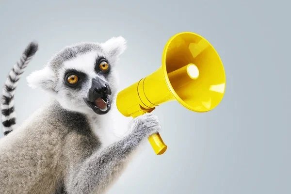 funny-beautiful-lemur-holding-yellow-600nw-2332099073.jpg.webp